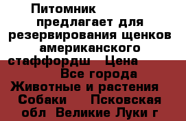 Питомник KURAT GRAD предлагает для резервирования щенков американского стаффордш › Цена ­ 25 000 - Все города Животные и растения » Собаки   . Псковская обл.,Великие Луки г.